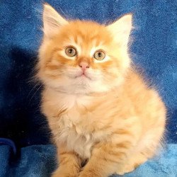 Siberian Alva Abbu