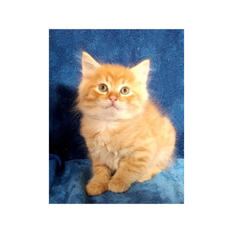 Siberian Alva Abbu