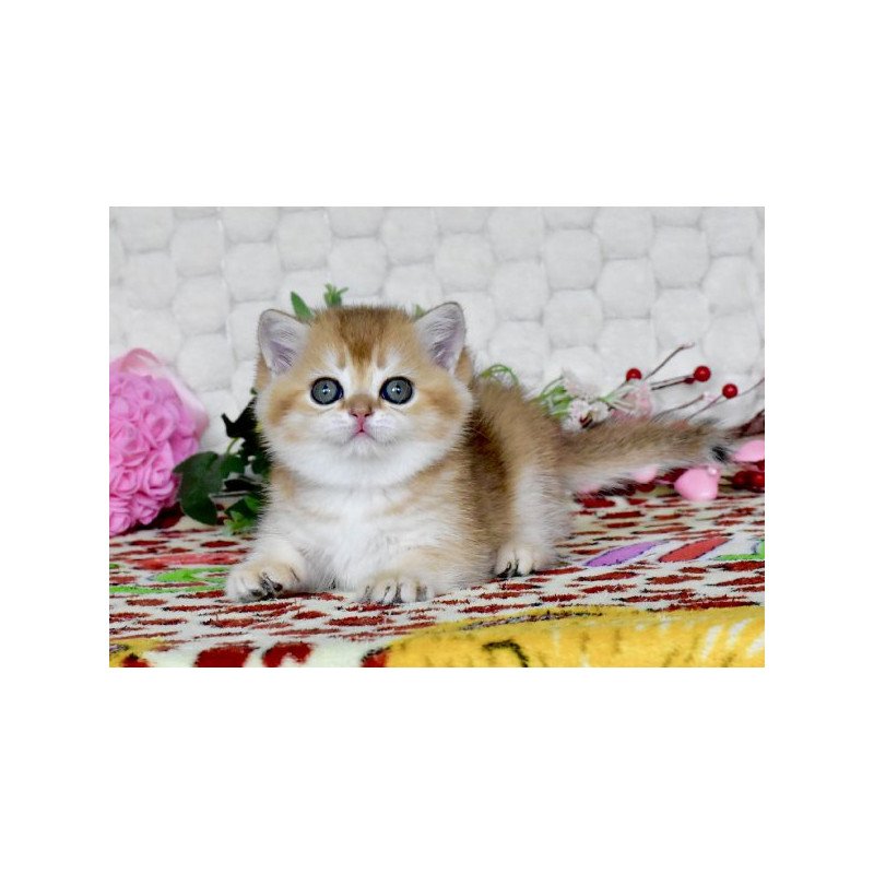 Warya British