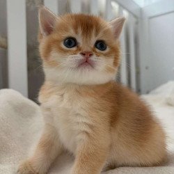 British MP 4.20 kitten is...