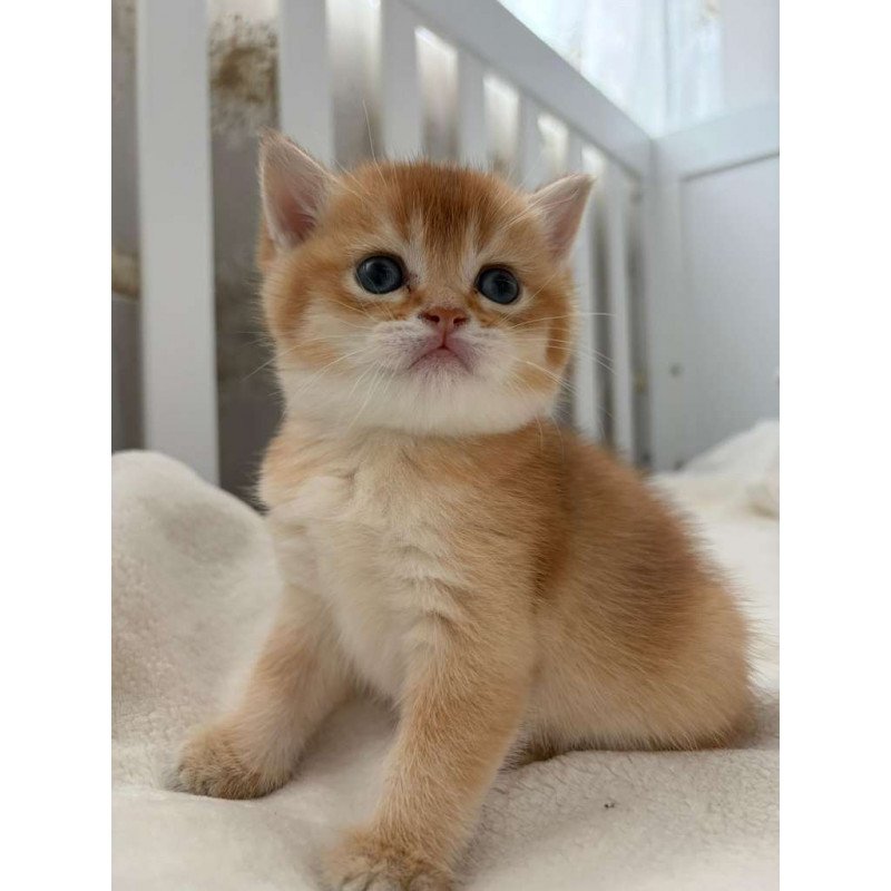 British MP 4.20 kitten is in NY