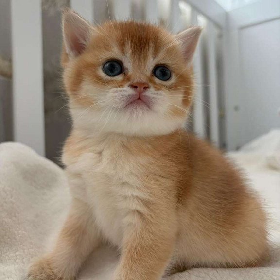 British MP 4.20 kitten is in NY
