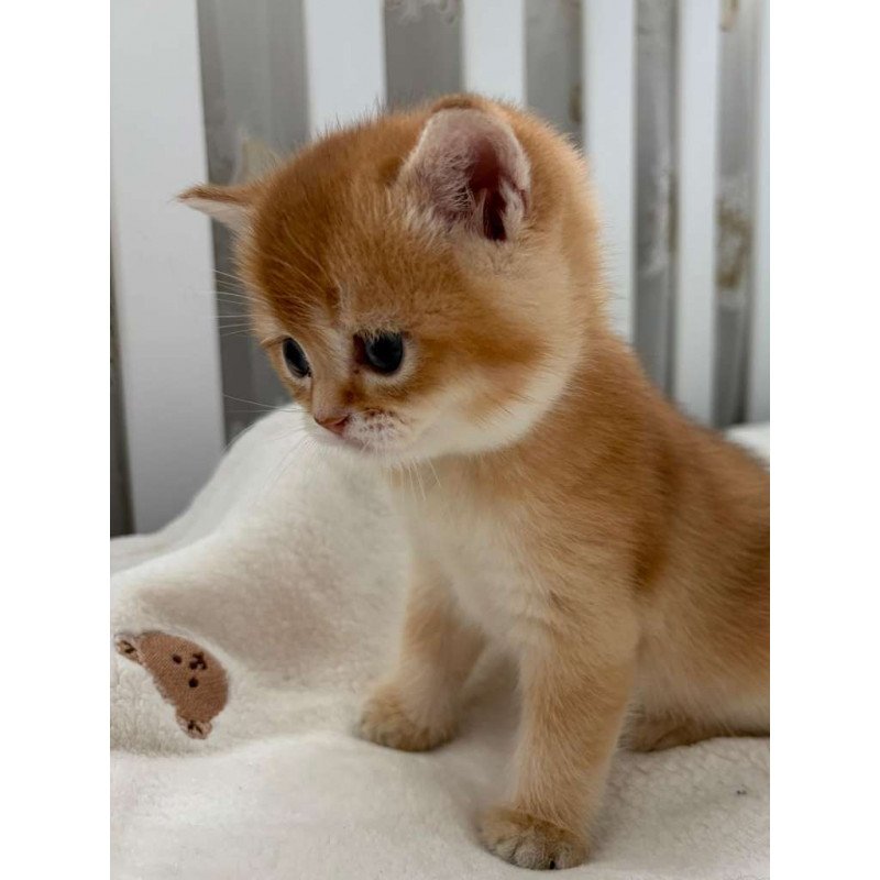 British MP 4.20 kitten is in NY