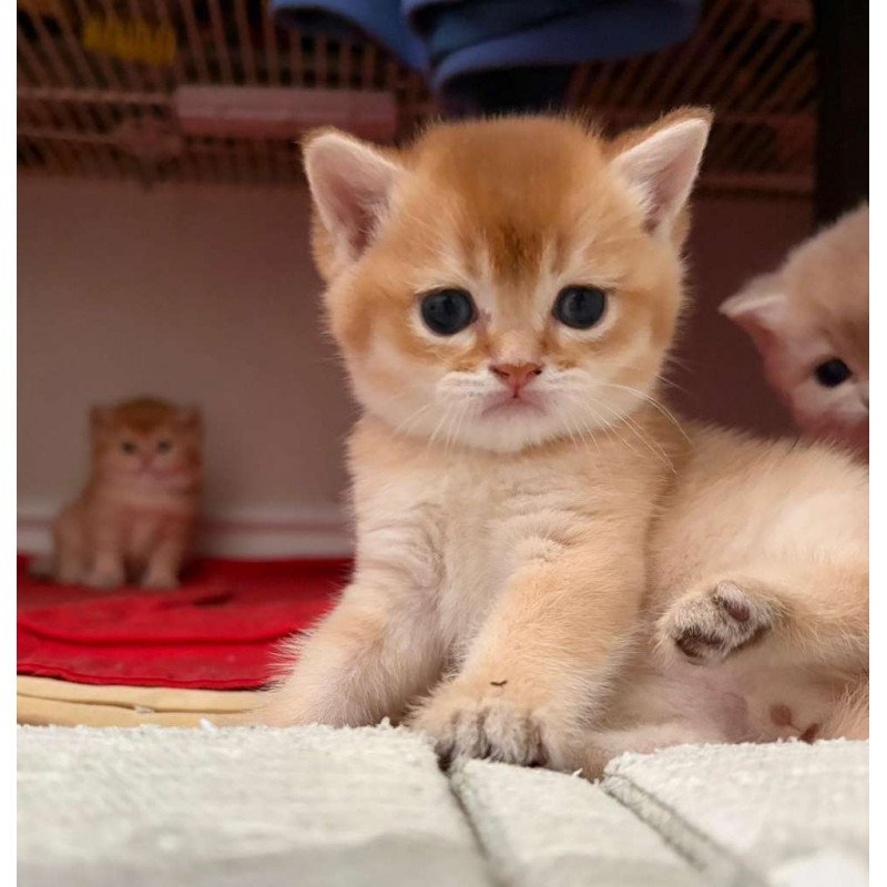 British MP 4.20 kitten is in NY