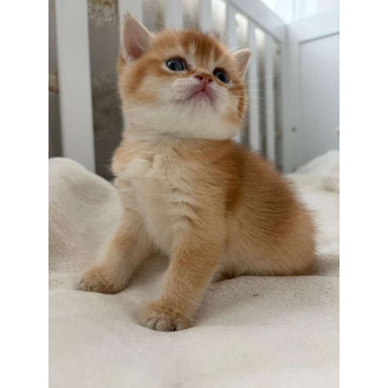British MP 4.20 kitten is in NY