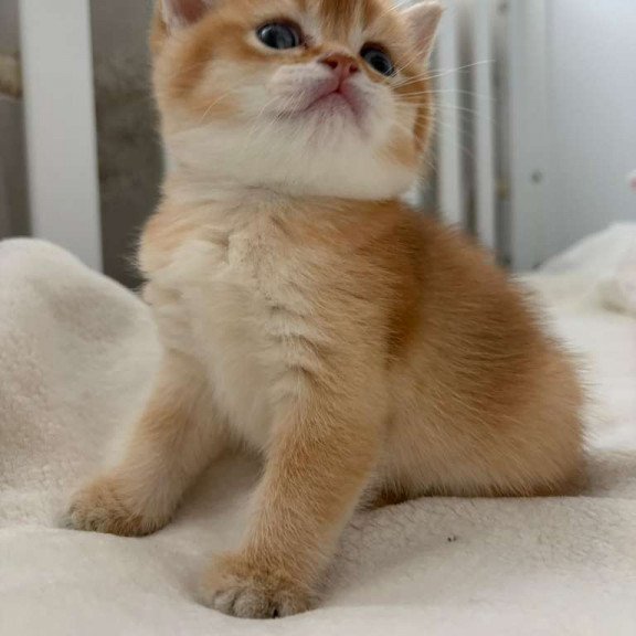 British MP 4.20 kitten is in NY