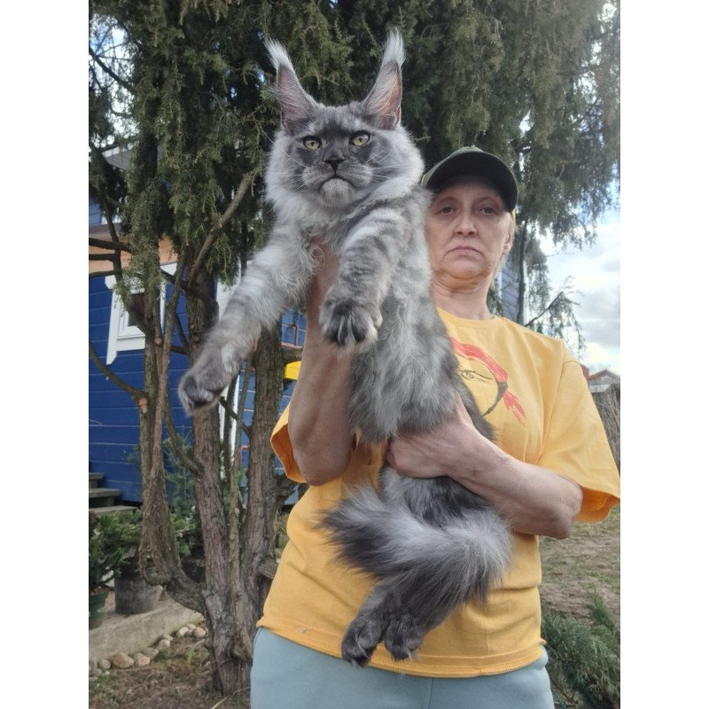 Maine Coon JBM Tuscany