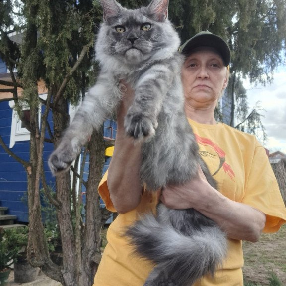 Maine Coon JBM Tuscany