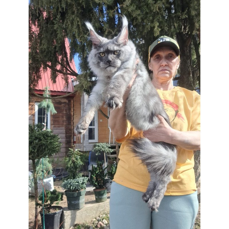 Maine Coon JBM Tuscany