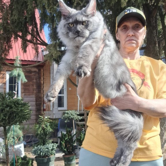 Maine Coon JBM Tuscany
