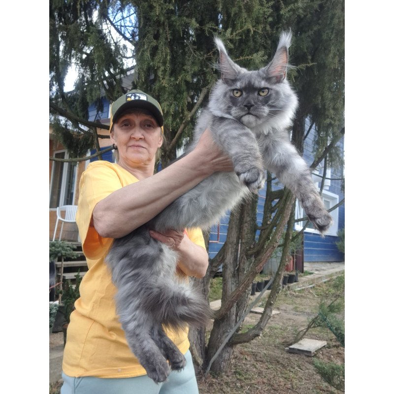 Maine Coon JBM Tuscany
