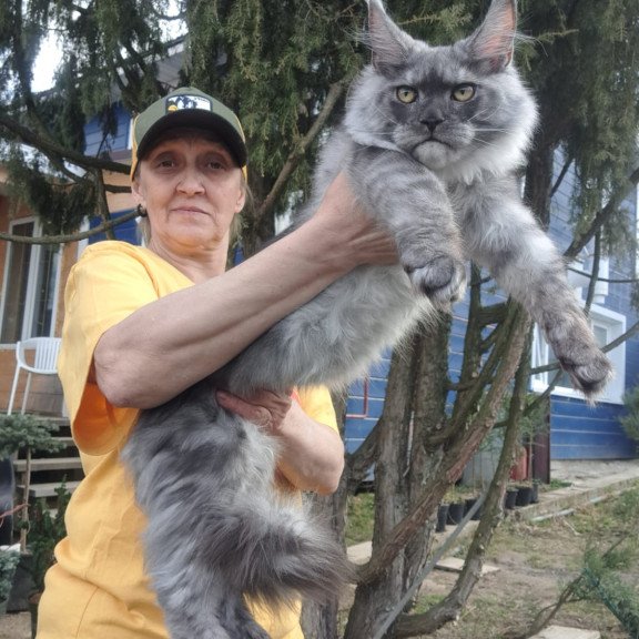 Maine Coon JBM Tuscany
