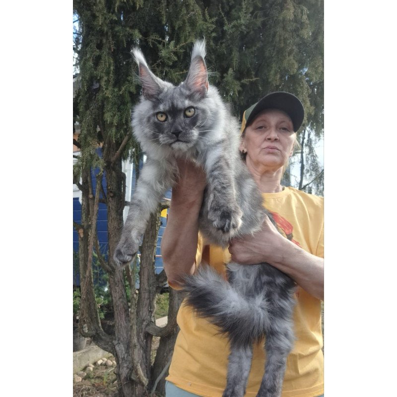 Maine Coon JBM Tuscany