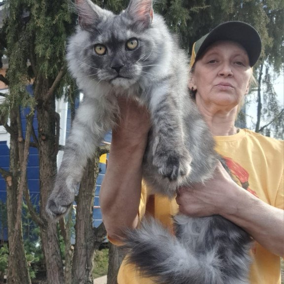 Maine Coon JBM Tuscany