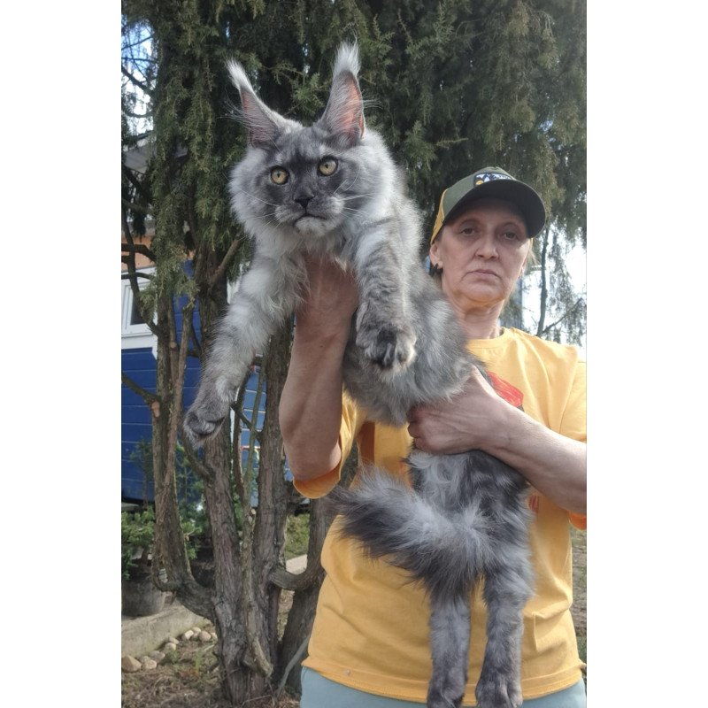 Maine Coon JBM Tuscany