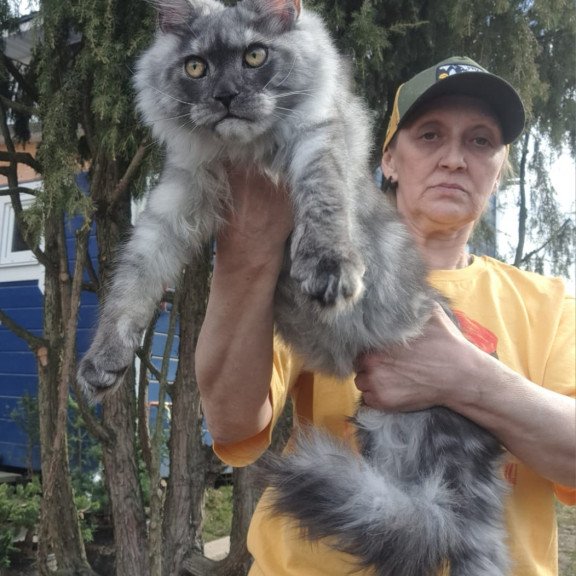 Maine Coon JBM Tuscany