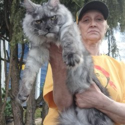 Maine Coon JBM Tuscany