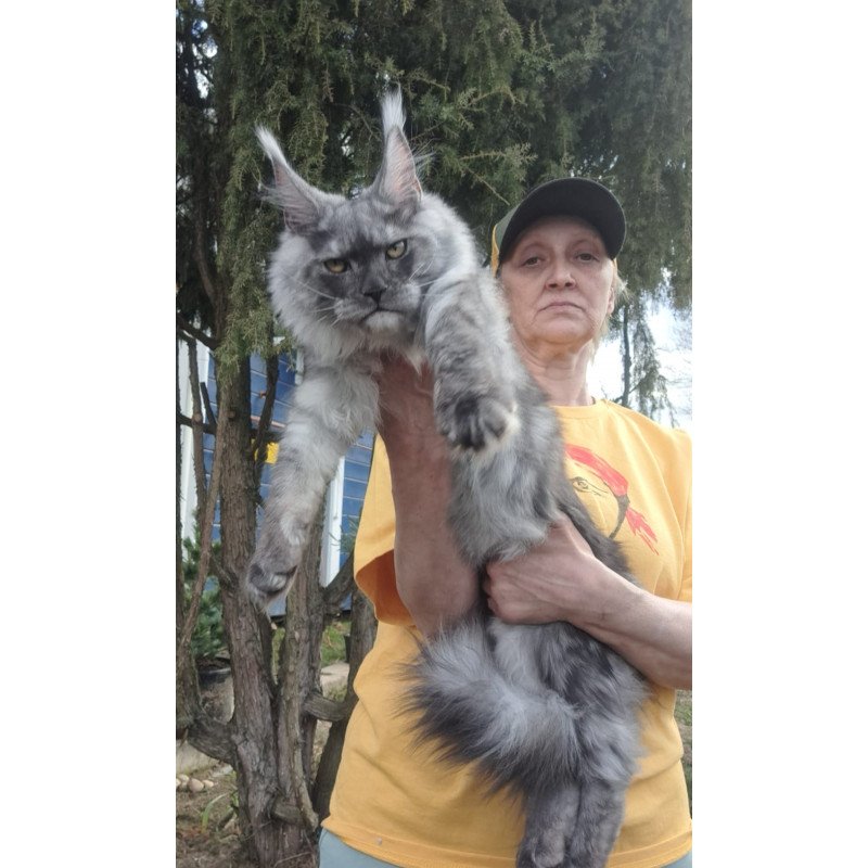 Maine Coon JBM Tuscany