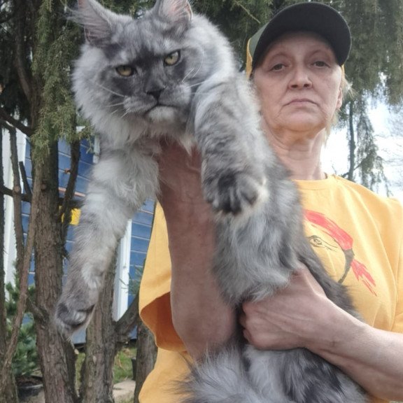 Maine Coon JBM Tuscany