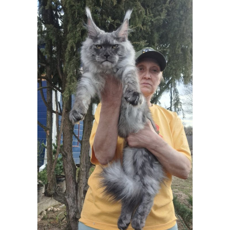Maine Coon JBM Tuscany