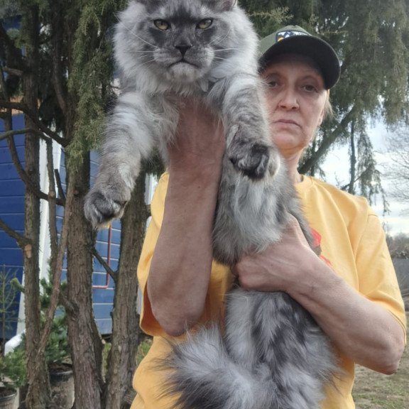 Maine Coon JBM Tuscany