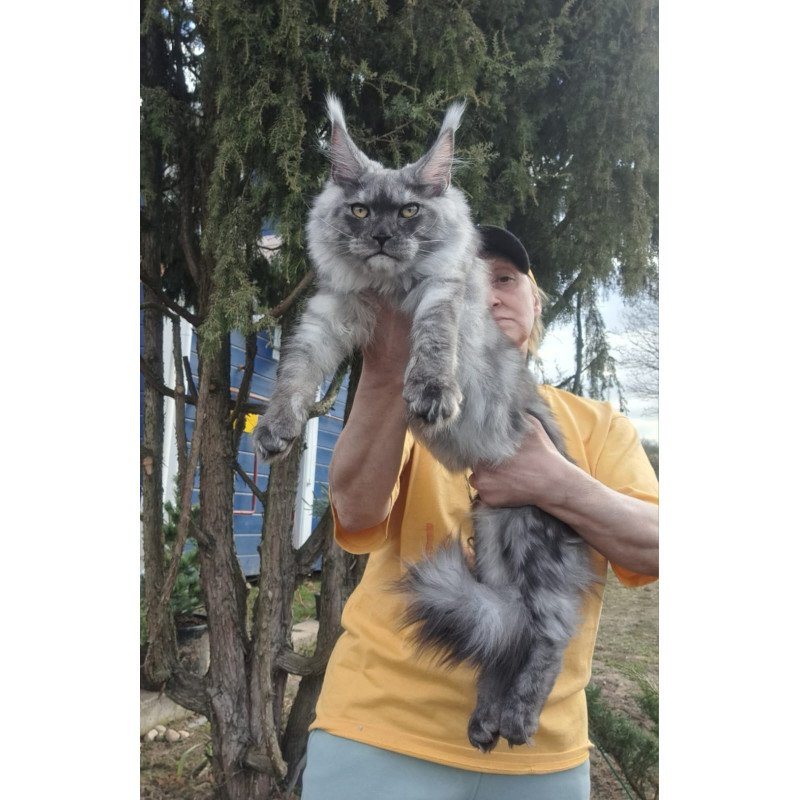 Maine Coon JBM Tuscany