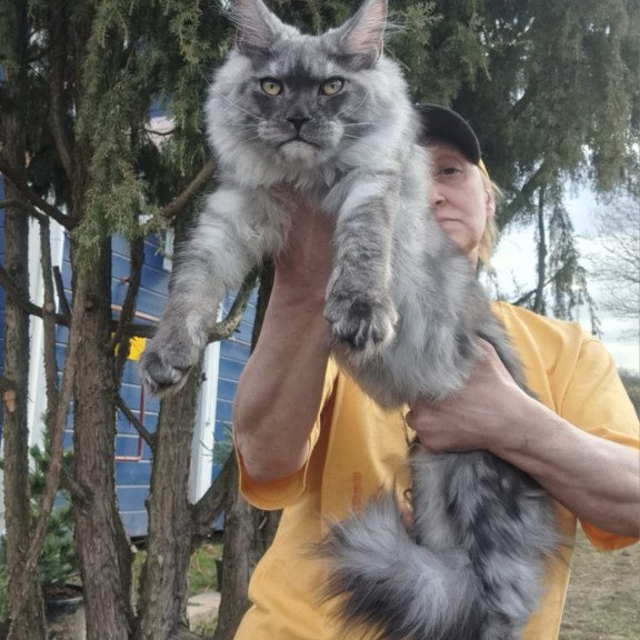 Maine Coon JBM Tuscany