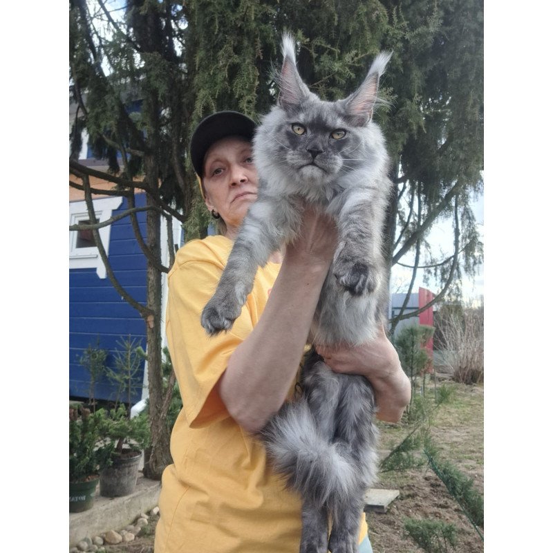 Maine Coon JBM Tuscany