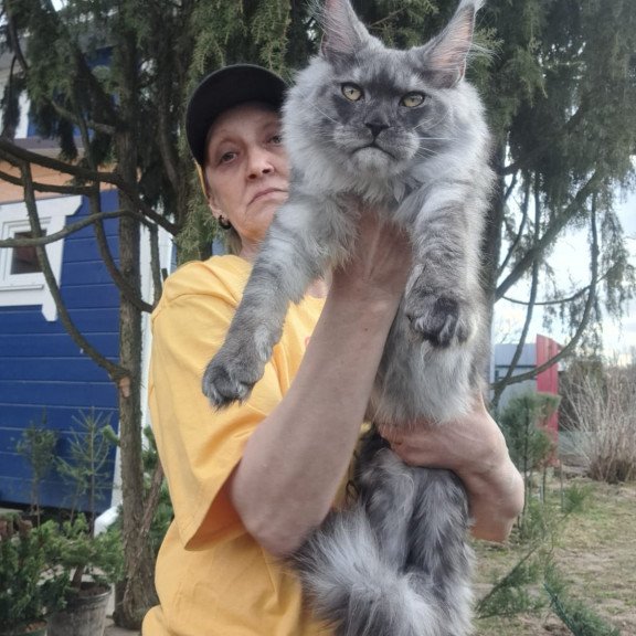 Maine Coon JBM Tuscany
