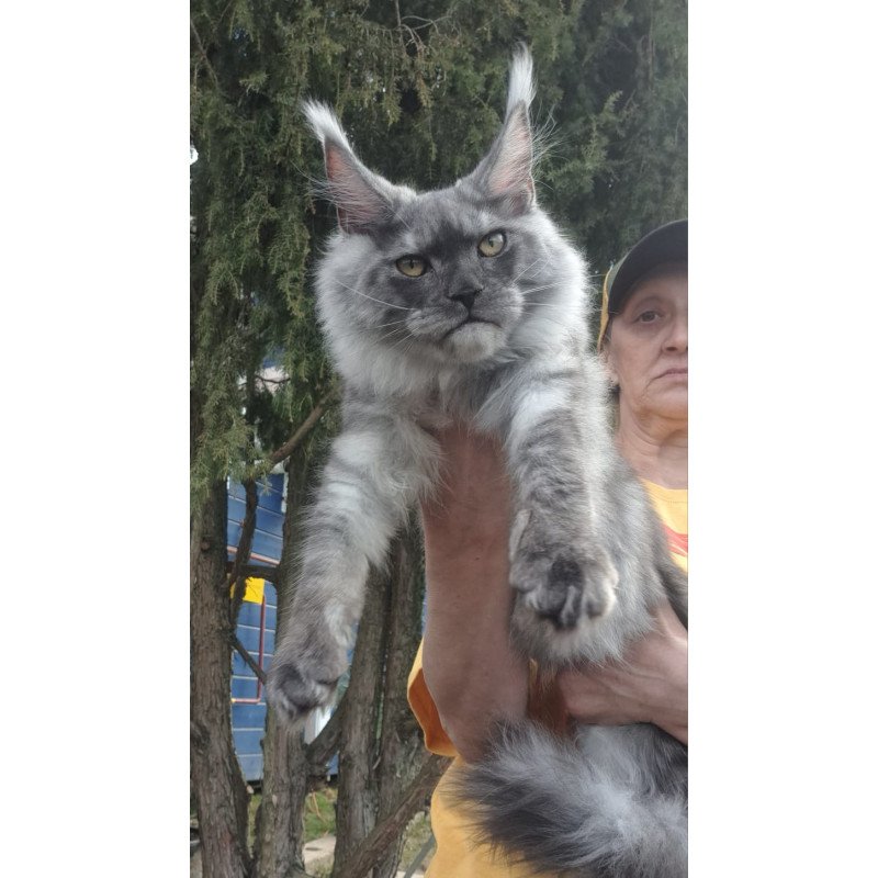 Maine Coon JBM Tuscany