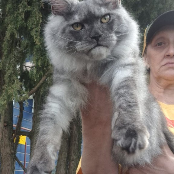 Maine Coon JBM Tuscany