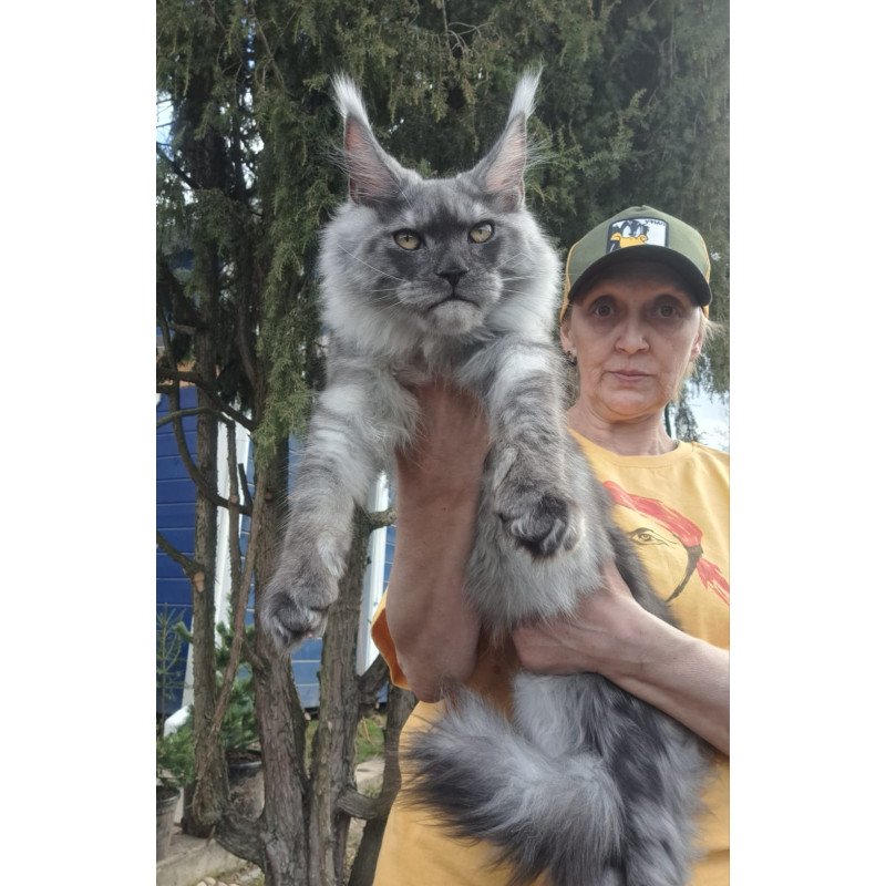 Maine Coon JBM Tuscany