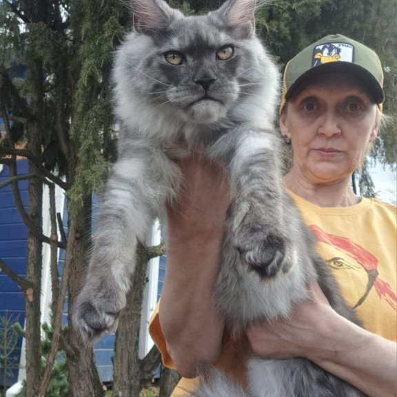 Maine Coon JBM Tuscany