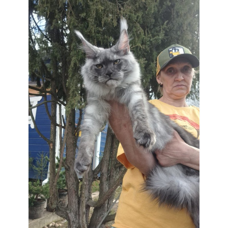 Maine Coon JBM Tuscany