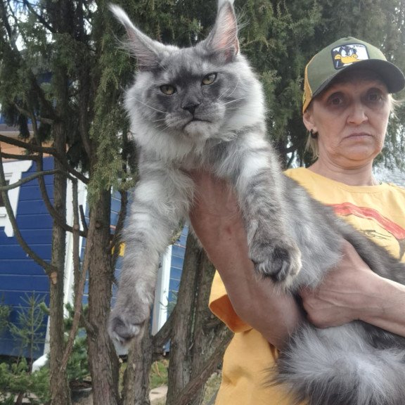 Maine Coon JBM Tuscany