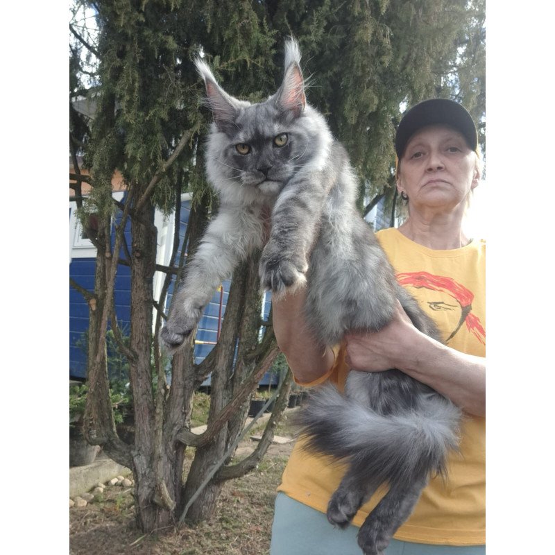 Maine Coon JBM Tuscany