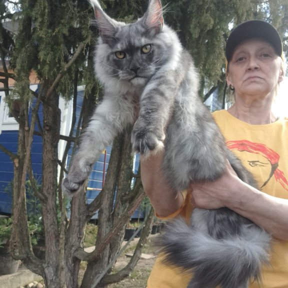 Maine Coon JBM Tuscany