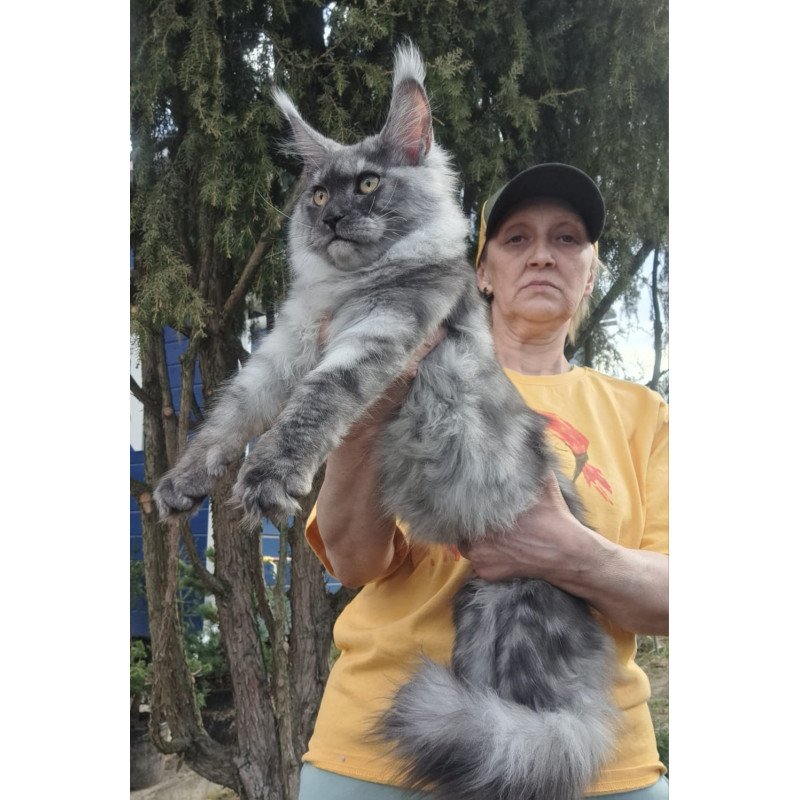 Maine Coon JBM Tuscany