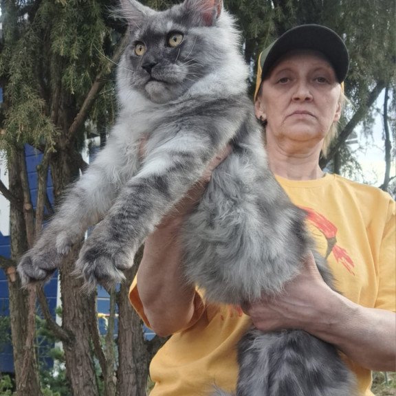 Maine Coon JBM Tuscany