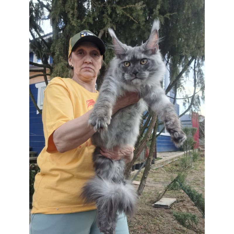 Maine Coon JBM Tuscany