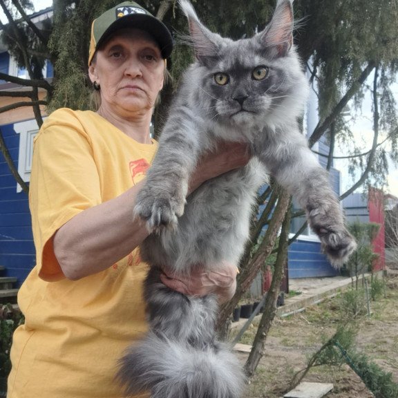 Maine Coon JBM Tuscany