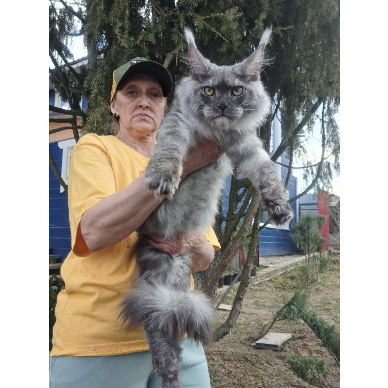 Maine Coon JBM Tuscany