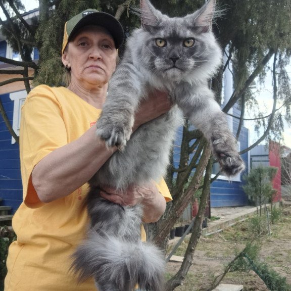 Maine Coon JBM Tuscany