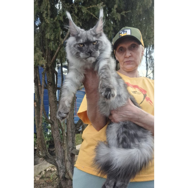 Maine Coon JBM Tuscany