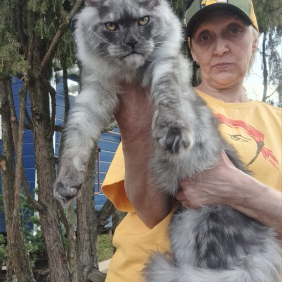 Maine Coon JBM Tuscany