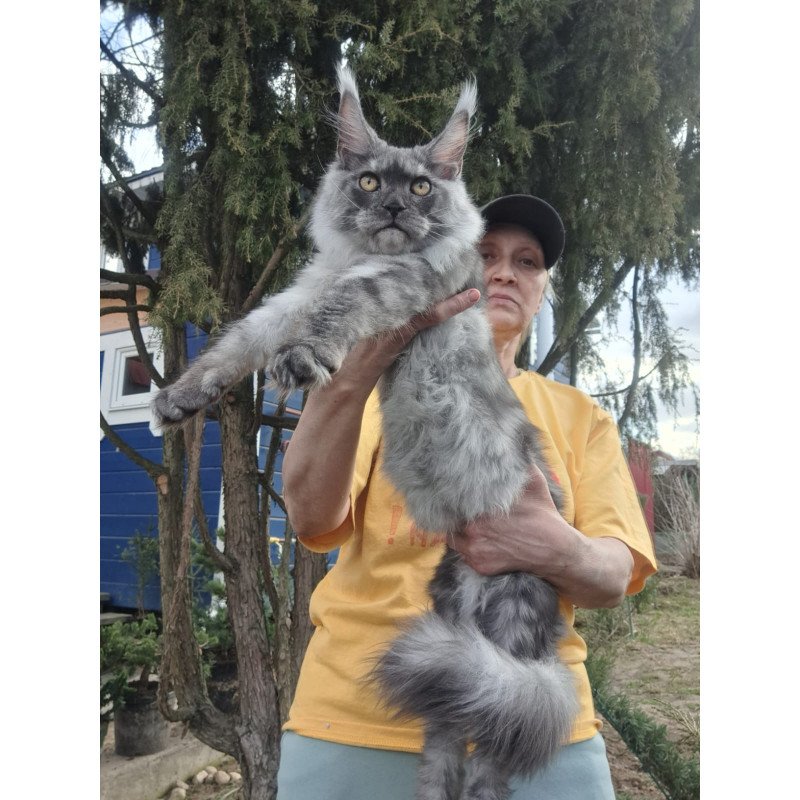 Maine Coon JBM Tuscany