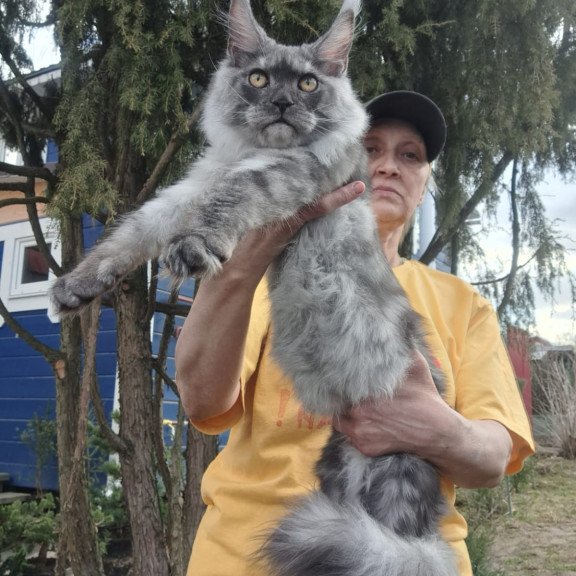 Maine Coon JBM Tuscany