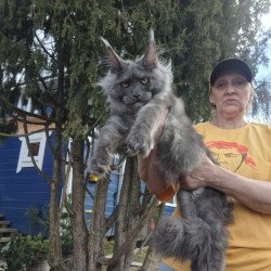 Maine Coon JBM Trinity