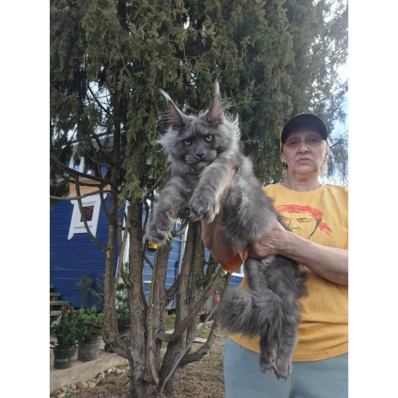 Maine Coon JBM Trinity