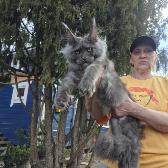 Maine Coon JBM Trinity